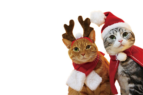 Christmas Pet Cloak Hat Holiday Costume Set