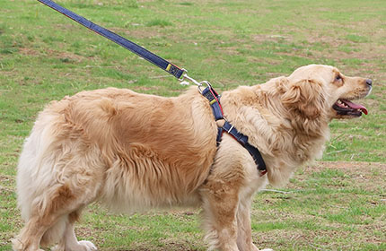 Walking Traction Dog Harness Dog Leash